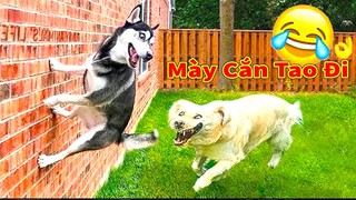 Thú Cưng TV | Thú Cưng Lầy Lội Vui Nhộn #18 | Chó mèo thông minh vui nhộn | Pets cute smart dog cat