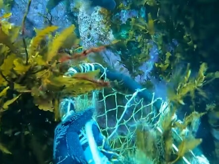 Fishermen’s undersea foraging: feeding the fish again—fans are in! #ForagingAtTheSeabed #CatchingFis