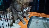 Kittens Went Clinic