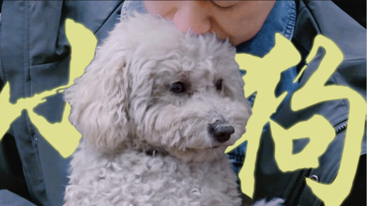 【Little Bear and Little White】Zhang Songwen and His Fleece Puppy