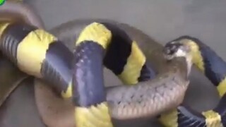 Snakes are so scary!