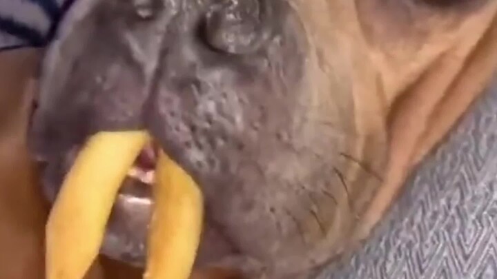 It’s obvious they didn’t get along with the anesthesiologist.