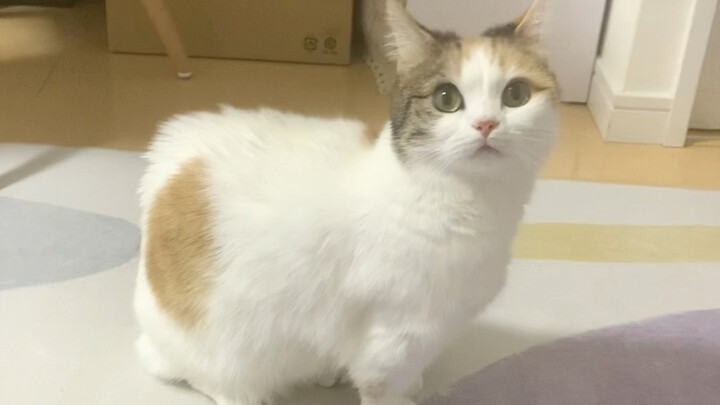 Scared into a square shape by the earthquake!