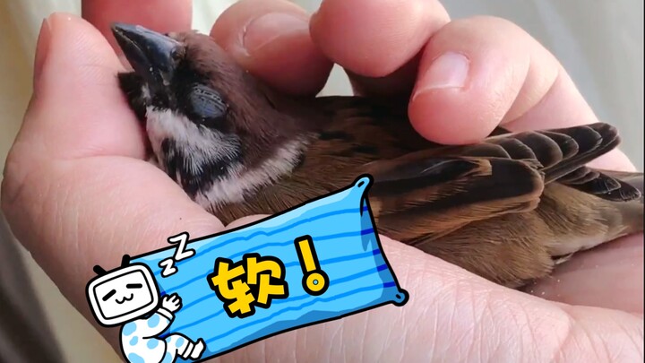 What a soft little sparrow! Aaaaaah!