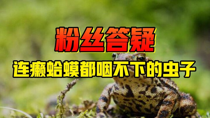 มีแมลงบางชนิด คางคกยังไม่กล้ากิน คุณเองก็แตะไม่ได้! รวมสัตว์มหัศจรรย์ที่ทุกคนแท็กมาหาฉัน