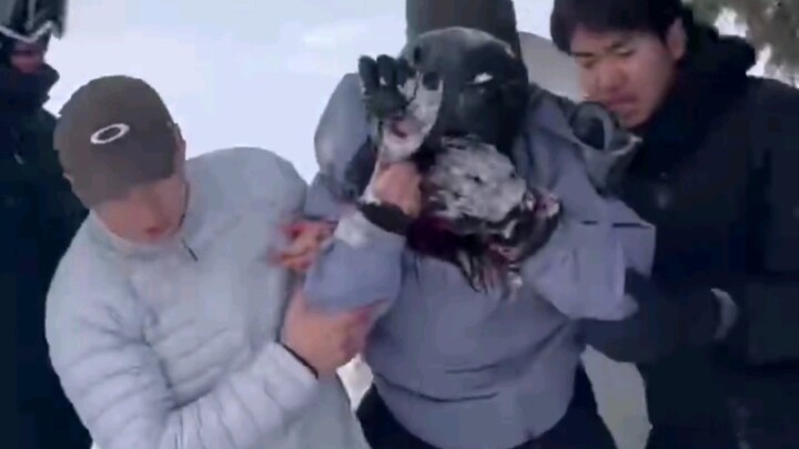 เขตท่องเที่ยวโคโคตอยไฮ่ อาเล่อไถ เขตซินเจียง: หน้าถูกเสือดาวหิมะกัดจนเละเพื่อถ่ายรูป