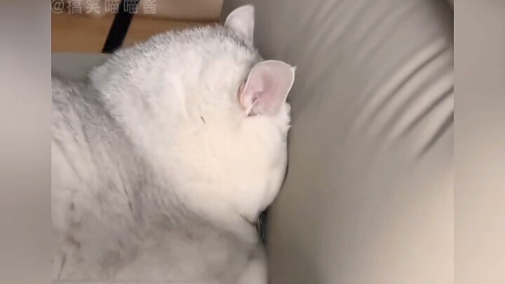 The world is falling apart, but the little dog is just adorable.