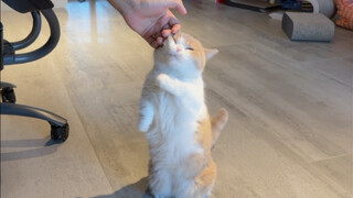 This year, the highlight of cat life