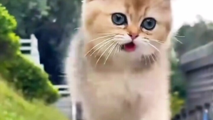 No one likes kittens anymore.