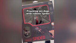 They didn’t like their new pet 🕷