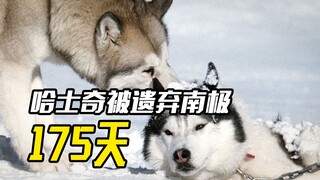 Một chú chó Husky bị bỏ rơi ở Nam Cực suốt 175 ngày. Mọi người đều nghĩ chú chó đã chết, nhưng hóa r