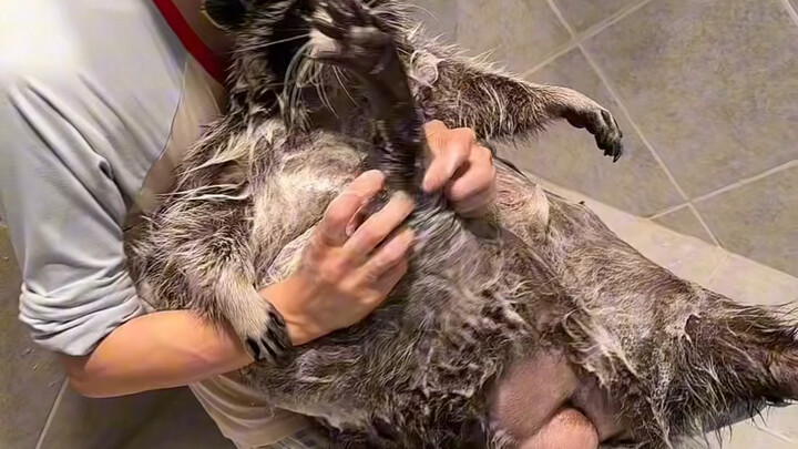 Raccoon takes a bath #raccoon #hilarious