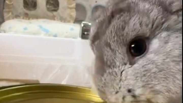 Brave Bunny, Not Afraid of Difficulties