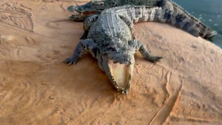 Bagian kekuatan fisik sudah dikalahkan oleh keberanian.