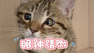 遇到猫咪过敏别着急，先拿出手机拍个视频，然后再送医就诊，不然以后就拍不到了