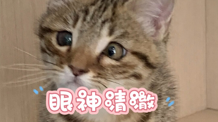 遇到猫咪过敏别着急，先拿出手机拍个视频，然后再送医就诊，不然以后就拍不到了