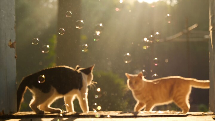 Kucing, gelembung sabun, bunga, anjing, pagi hari, sinar matahari