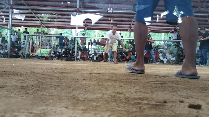 2nd fight win 4 cock