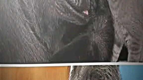 Gusto nya Ang mga pusa mahal na mahal nya pero nawala rin sa kanya 😔