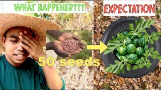 WHAT WILL HAPPENED? Planting 50 seeds of Watermelon in one BIG Tire