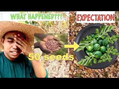 WHAT WILL HAPPENED? Planting 50 seeds of Watermelon in one BIG Tire