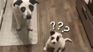 The Most Confusing Animal Behavior Awards❾❹