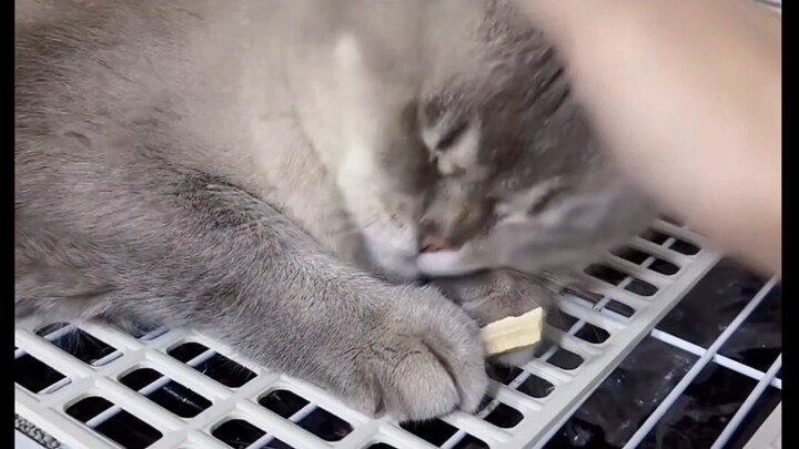 "4K" Fei Bo can even endure for a bite to eat!