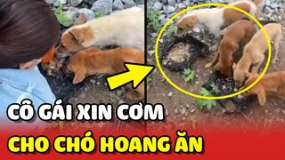 Cảm động cô gái XIN CƠM THỪA để cho CHÓ HOANG ĂN tại Cà Mau ❤️ | Yêu Lu