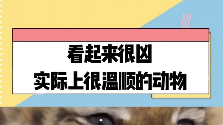 Loài động vật trông hung dữ nhưng thực ra rất hiền lành
