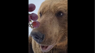 Menjamu Beruang Cokelat