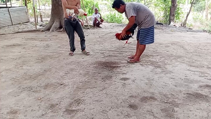 #sabong is life #samin pula malakas din Yung puti Buti swerte