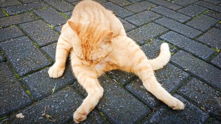 si b€go santui....   || KUCING KOMPLEKS