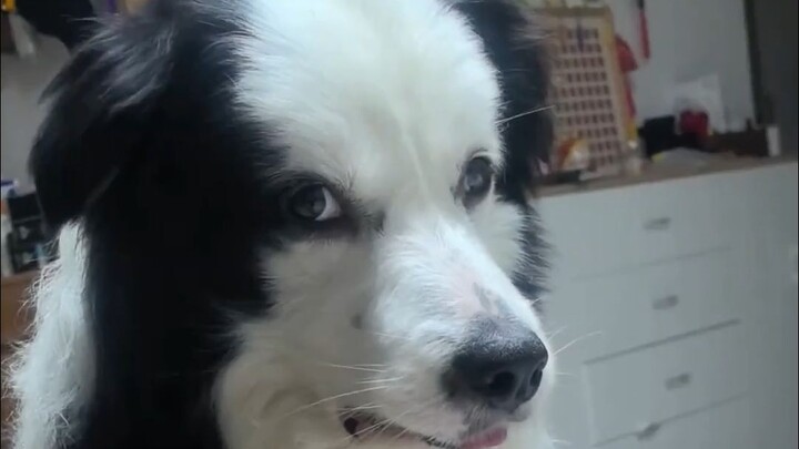 How Smart Is a Border Collie, the Love-Protecting Dog?