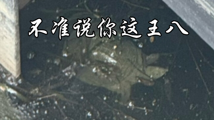 Don’t add pronouns before “wangba”! You can say “that wangba,” “the green wangba,” but never “your w