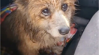 如果我当时不是以为你是一只某种花栗鼠那我绝不会停下来