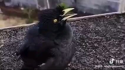 อีการ้องไม่หยุดปาก