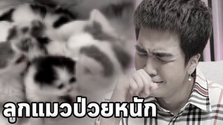 ลูกแมวป่วยหนักทุกตัวครับ…หลับสบายนะ…