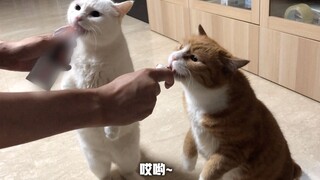 寄人篱下小猫咪，街头卖艺换零食（边吃边瘦，今日运动量已达成！