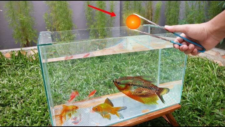 AQUARIUM vs Bola Besi Panas 🔥🔥🔥PECAH?? #experiment