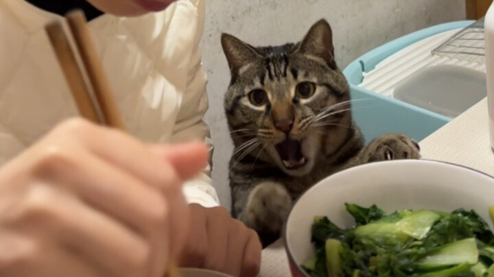 Guess how many times it’ll bounce up after just one meal!