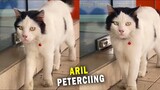 GANTENG BANGET! Viral Kucing Rambut Belah Tengah Mirip Aril Peterpan! - Video Kucing Lucu