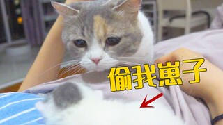 趁猫妈不在，主人偷小奶猫玩，母猫发现后马上赶来！