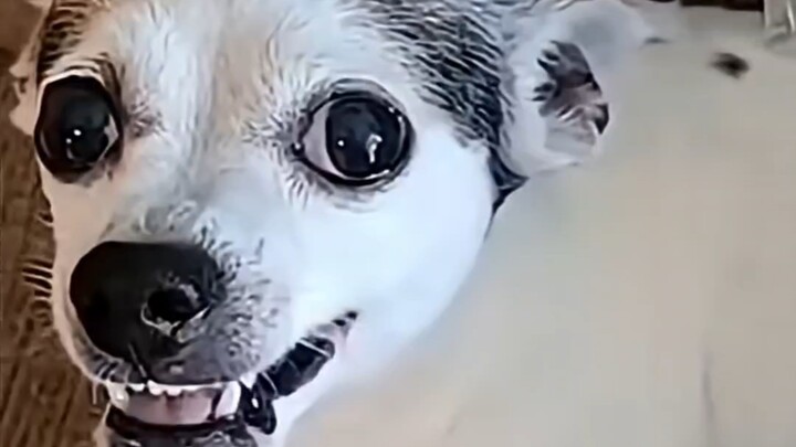 Suýt nữa bị cắn rồi🤣