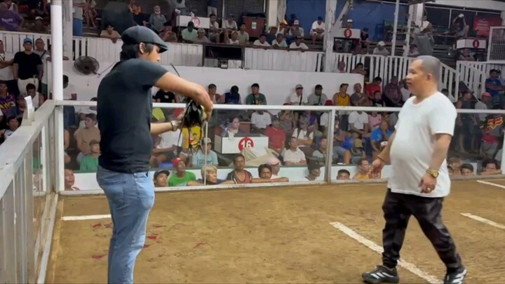 Harold Brown Grey x SBR 2nd Win