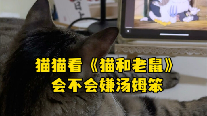 猫猫看猫和老鼠会不会嫌汤姆笨