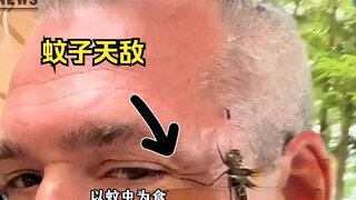 「蜻蜓模型」驱🦟法⚡无毒纯天然物理驱蚊