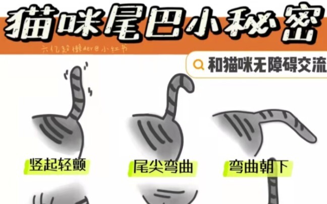 Đuôi mèo biết nói, người mới nuôi mèo nhất định phải học để hiểu rõ hơn nội tâm của chúng.