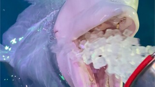 Let's eat ice cubes!