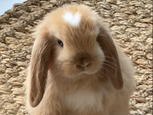 กระต่ายหูตก ห้ามกินกระต่ายนะ!