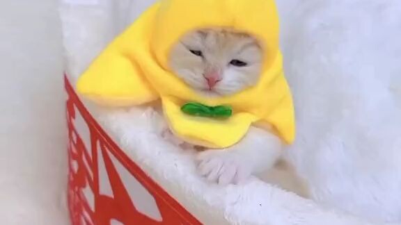 baby banana cat in real life